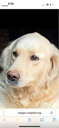 Fore sale (Jasper)63881507559169121
