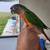 Hand fed conure 12 thumbnail
