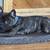French bulldog stud 1 thumbnail