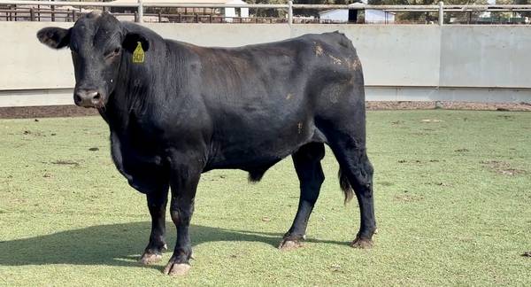Brangus Bull Sale or Lease 1