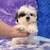 Maltipoo, Cavapoo,  Micro Goldendoodle, and Yorkies are awesome! 18 thumbnail