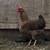 Free Chicken 2 thumbnail