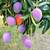 Big Rapoza / Haden Mango tree fruiting, 2 thumbnail