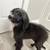 Girl aussiedoodle rehoming 1 thumbnail