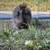 14 silkie chickens 2 thumbnail