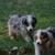 Need to rehome aussies urgently . 1 thumbnail