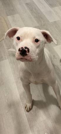 Dulce Bulldog Americano Hembra Esterilizada (San Agustín)63879833694595120