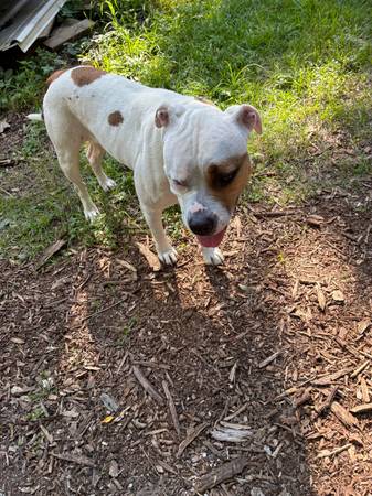 Sweet boxer mix needs home63348364670211122