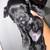 Miniature schnauzer puppies 5 thumbnail