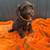 Orange Blankets 3 thumbnail
