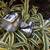 VINTAGE MILLER BIKE LAMP SET (BRAND NEW) NOTTINGHAM ENGLAND 3 thumbnail