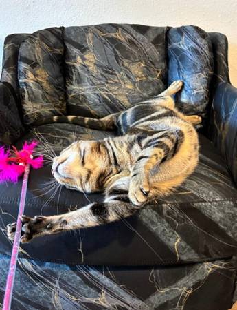 Beautiful fun one year old cats (Seattle)63862434821377120