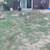 Blue Heeler 2 thumbnail