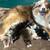 Toy Australian Shepherd 5 thumbnail