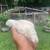 Chickens 2 thumbnail