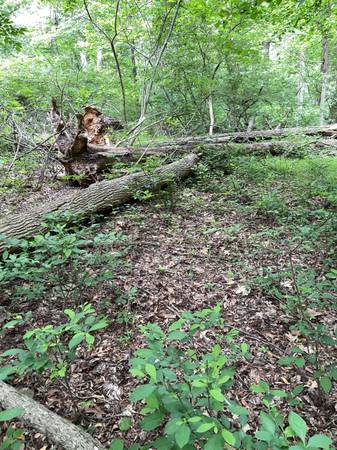 Free firewood 1