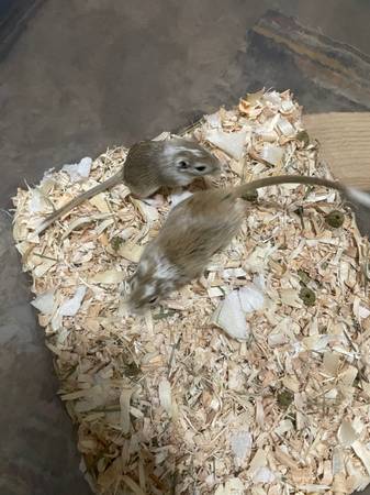 Gerbils582183320541603842