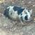 Female pig 1 thumbnail