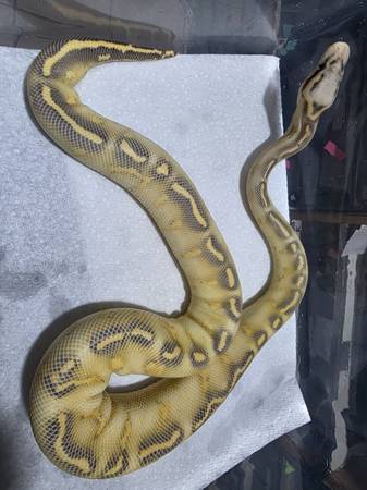 Rehoming pastel highway ball python63963774032258121