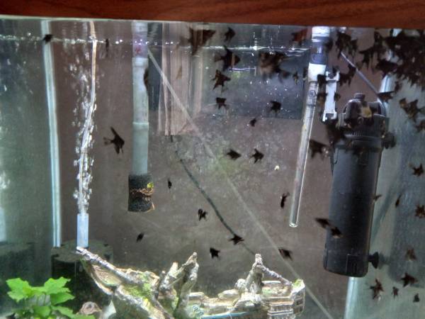 Rehoming Dark Marbled Angelfish juveniles (West Terre Haute)63671518962819122