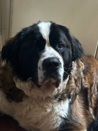 Sweet Saint Bernard in need of a good home (Los Gatos)