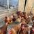 Chickens, Laying Hens and Pullets 19 thumbnail