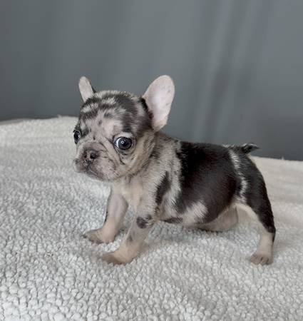 French bulldog female 1