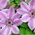 PERENNIALS - Fall Planting 8 thumbnail