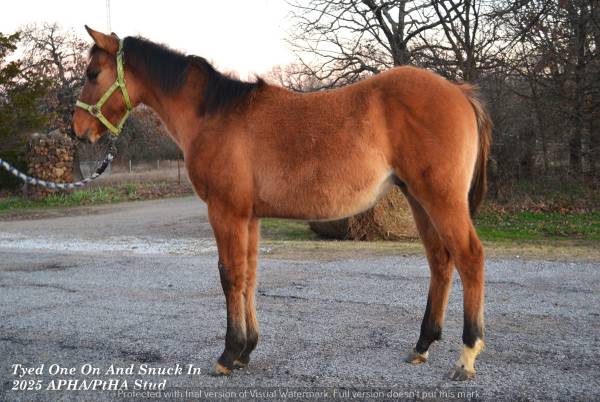 Yearling Colt- Sneaker 1