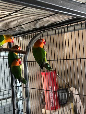 LoveBirds (Sacramento)63881395337601123