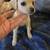 LIL CHIWEENIES 3 thumbnail