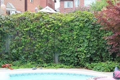 English ivy branches - as many as you want 1