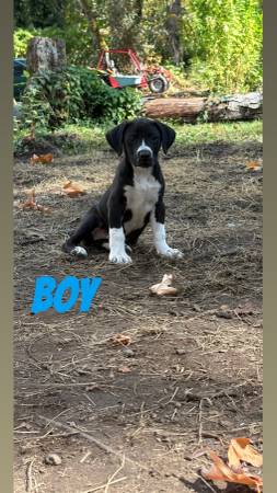 10 week old pitbull Dalmatian puppies (Auburn)63995733574274122