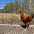 2 Roosters 1 thumbnail