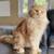 Cream Silver XL male cat 1 thumbnail