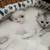 Russian white cat 4 thumbnail