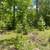 White Pine Balsam Trees 7 thumbnail