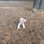 Mini goldendoodle parti 2 thumbnail