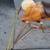 Hobby horse Long Beach city vintage 1960s hobby horse toy 6 thumbnail