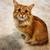 Cat - Orange Tabby Rehoming 1 thumbnail
