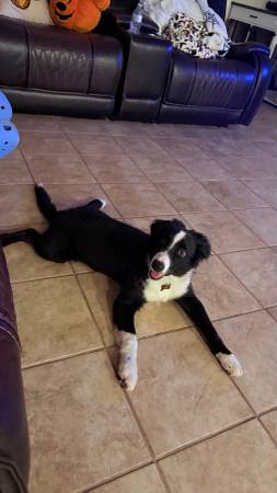 Border collie macho de 5 meses599431138488494081