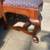Beautiful Large Chair with Queen Anne Legs 2 thumbnail