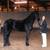 Mobile Horse trainer available 5 thumbnail