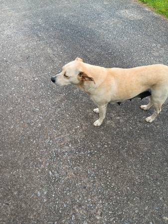 Dogs in need of a good home (Ellenboro NC)64145663628802120