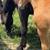 Draft mare with draft appy colt at dide 6 thumbnail