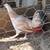 Game Chickens 22 thumbnail