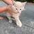 FREE 9 week old kittens FREE 9 thumbnail