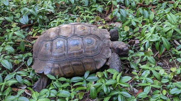 Sonoran Desert Tortoise to Good Home (Bothell)63688936029441120