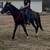 Gentle bay Gelding 6 thumbnail
