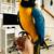 Blue and Gold Macaw 4 thumbnail